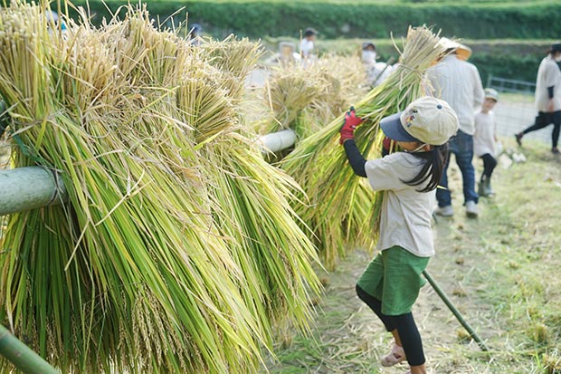 稲架掛けってなに？便利な時代にあえて手作業にこだわる理由地域創生メディア 槻木 つきぎ