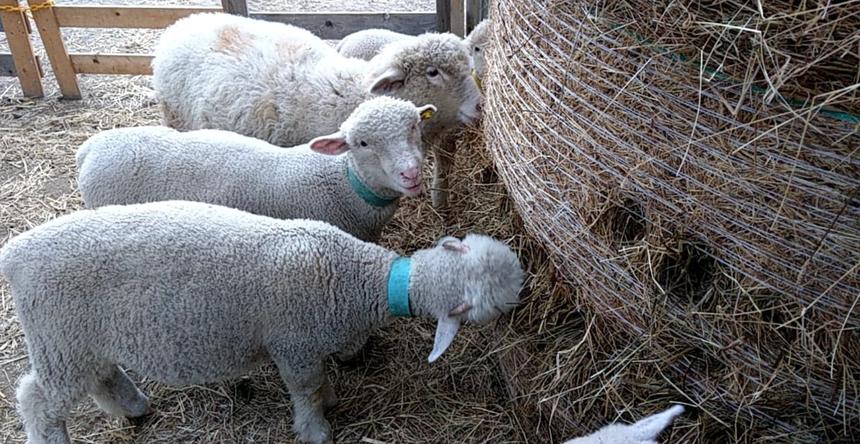 Amazon羊乳 セミハード チーズ ペコリーノ ロマーノ DOP 約60g 5~12か月熟成 イタリア産 毎週火・木曜日発送男の台所ナチュラルチーズ 通販