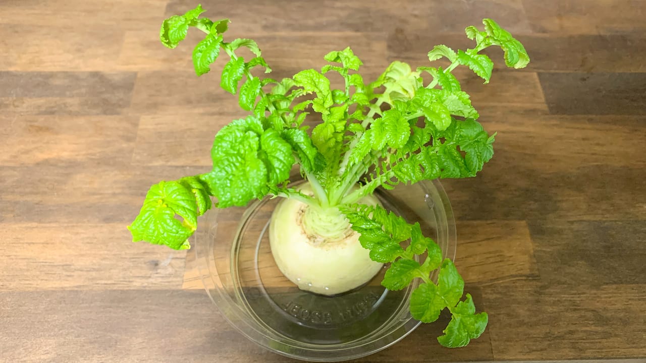 🥕ヘタを水につけたら？ 癒されたらハート押してねにんじん人参リボベジ再生ブルーミングスケープvegetablescarrot野菜挿し木 @ブルーミングスケープ