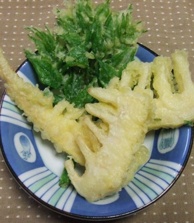 タラの芽の天ぷら 写真素材4257828- フォトライブラリ