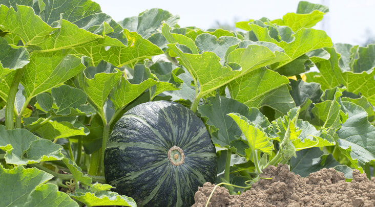 完全攻略 家庭菜園初心者が“かぼちゃ”を栽培するために必要な知識を教えます！ - ビカクPTのブログ