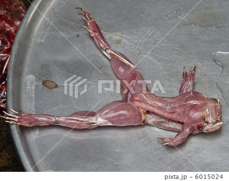 カエル肉は鶏肉に似てる」って本当？ 勇気を出して食べてみた - 価格.comマガジン