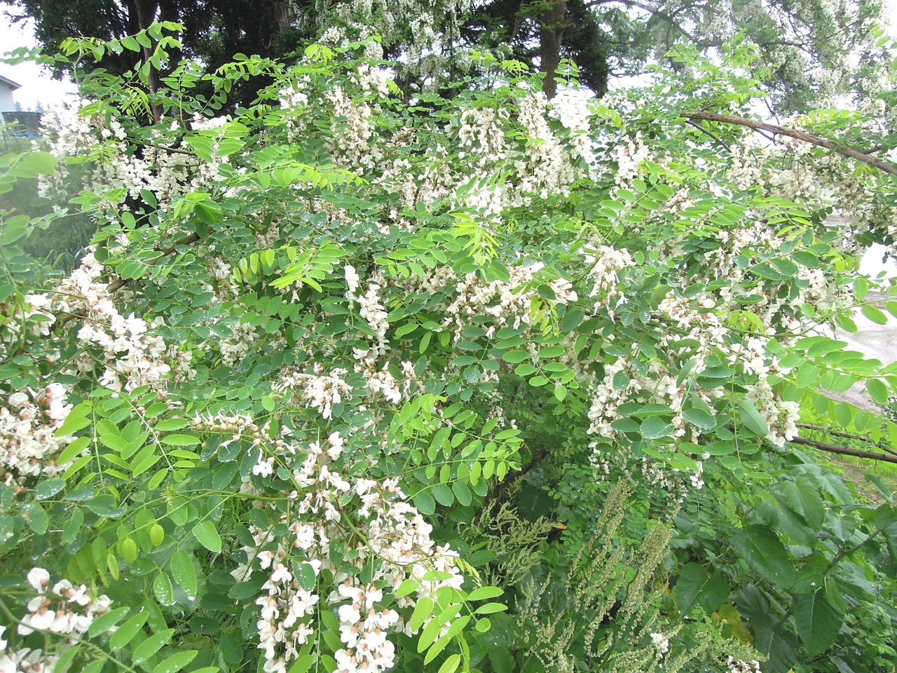 ニセアカシアの花の天ぷらの作り方・レシピ ハリエンジュ Coris cooking