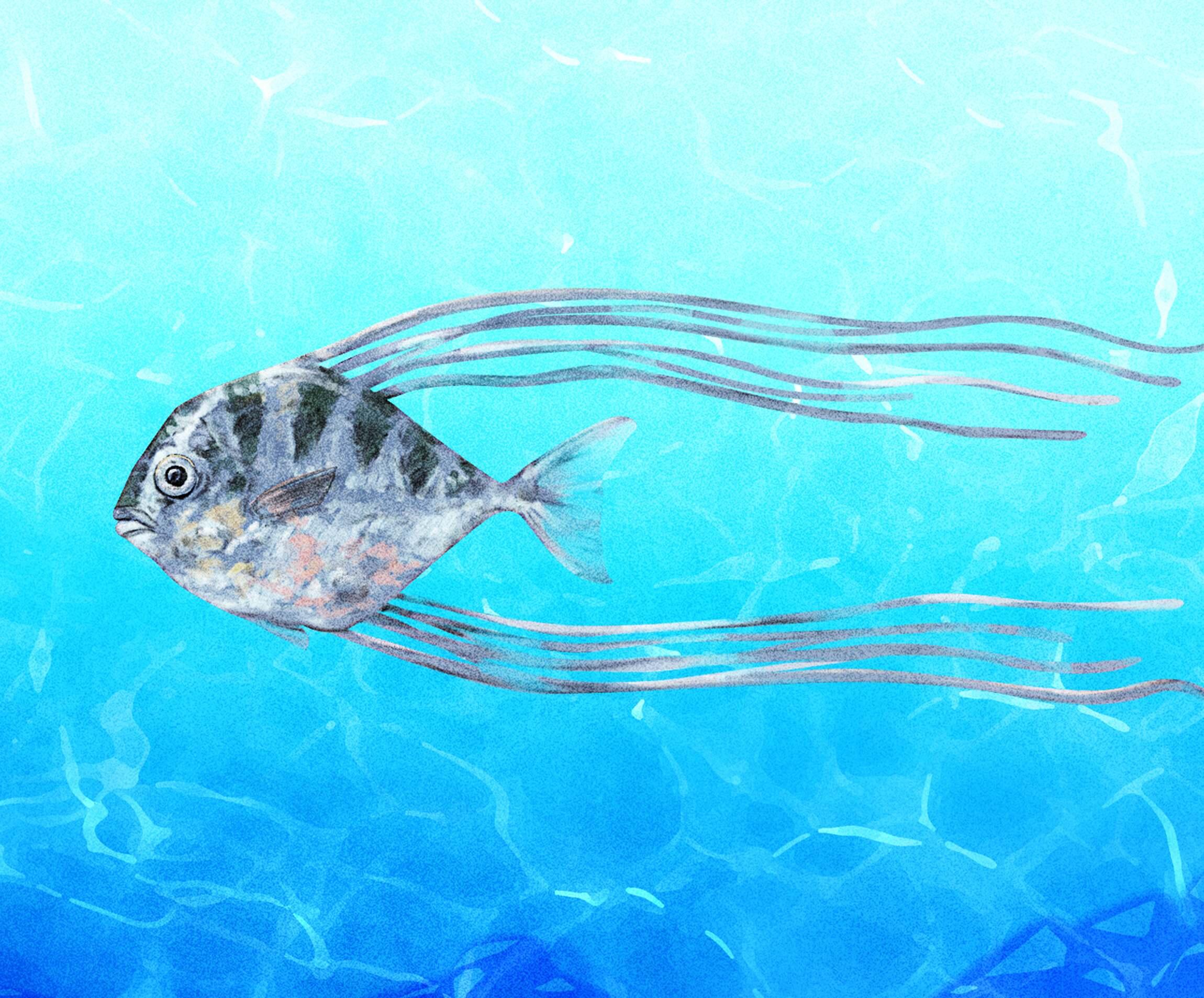 大きくて綺麗でよく引く養殖魚が増えたが。 - 釣りにゃんだろう