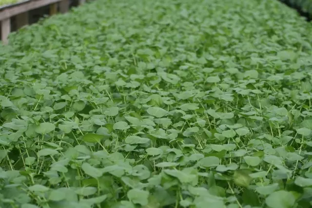 クレソン」道の駅 どうし水と太陽のレシピ富士山エリアおいしい山梨 水と太陽のレシピ