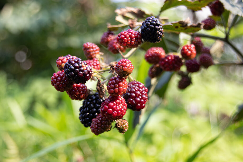 ラズベリーレッド9f166a十六進の色コード配合、色見本、パレット、ペイント