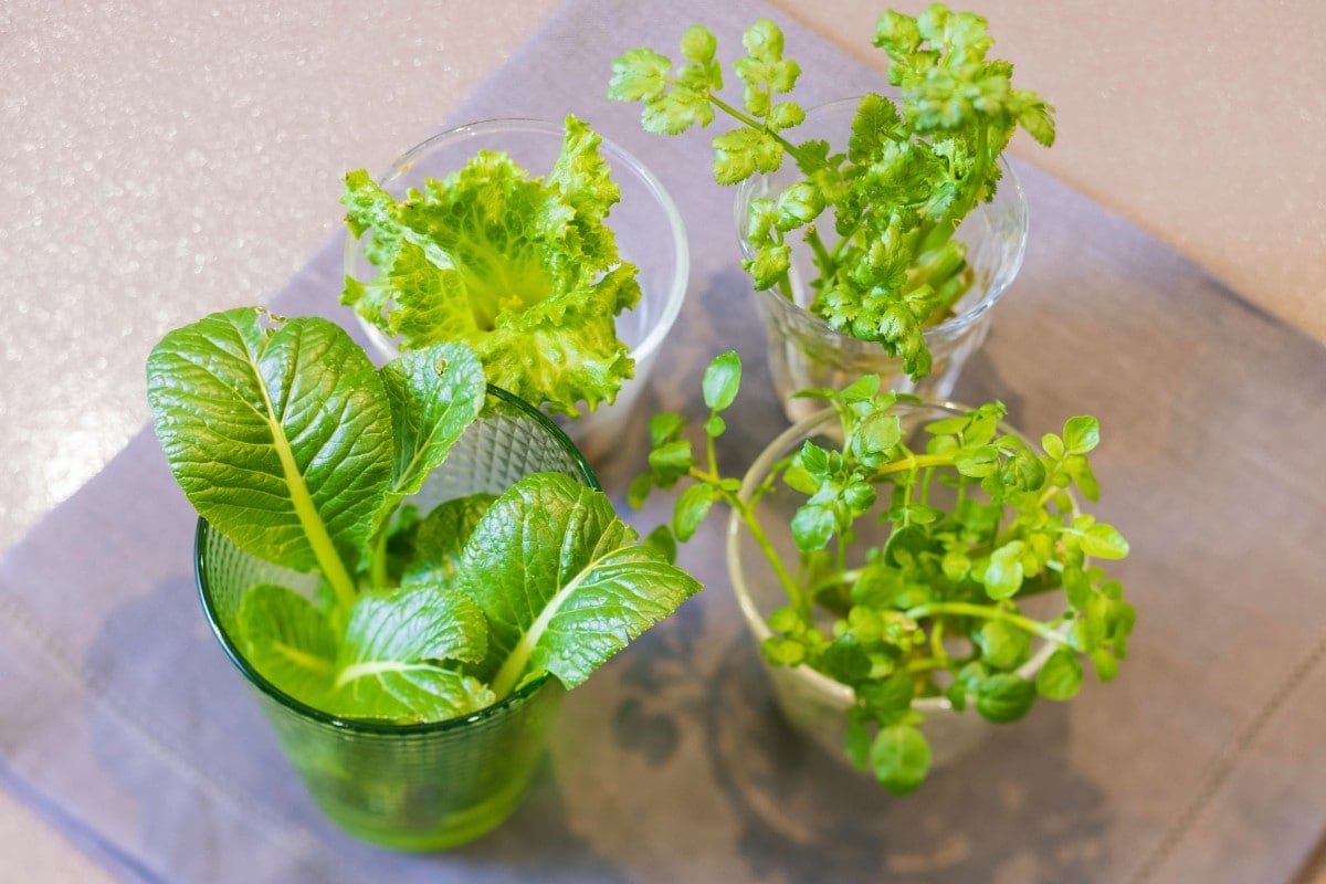 野菜高騰対策に！ レタスやブロッコリーもできる、キッチン再生栽培 初心者におすすめ 10 選きらめくFMVマイページ