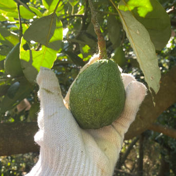 愛媛県産アボカド販売中！株式会社 フジ・アグリフーズ