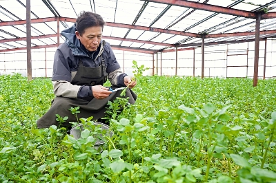 クレソン出荷再開！大変お待たせしました！ 猛暑の影響でクレソンの発育不良が続いていたのですが、 ようやく納得いくクレソンが収穫できるようになりました。ポケットマルシェや食べチョクのサイトへの出品も再開しております。 お近くの方はメッセージいただければ