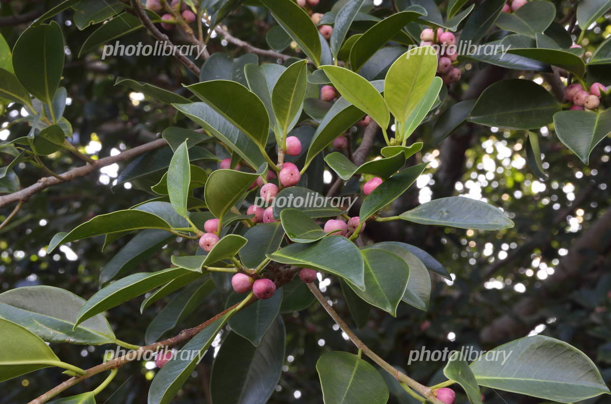 パンダガジュマルに実がついた園芸日記by水色の木みんなの趣味の園芸1270906