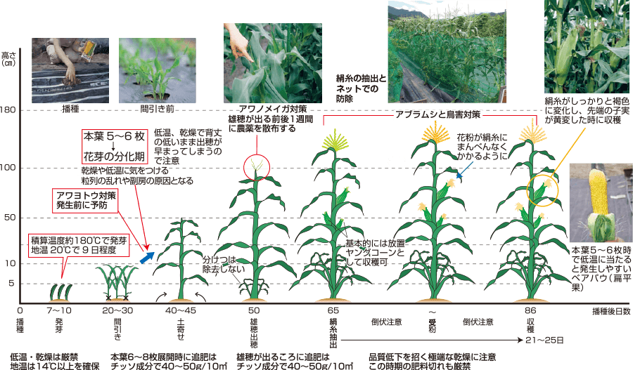 トウモロコシ とうもろこし の育て方・栽培方法野菜の育て方・栽培方法