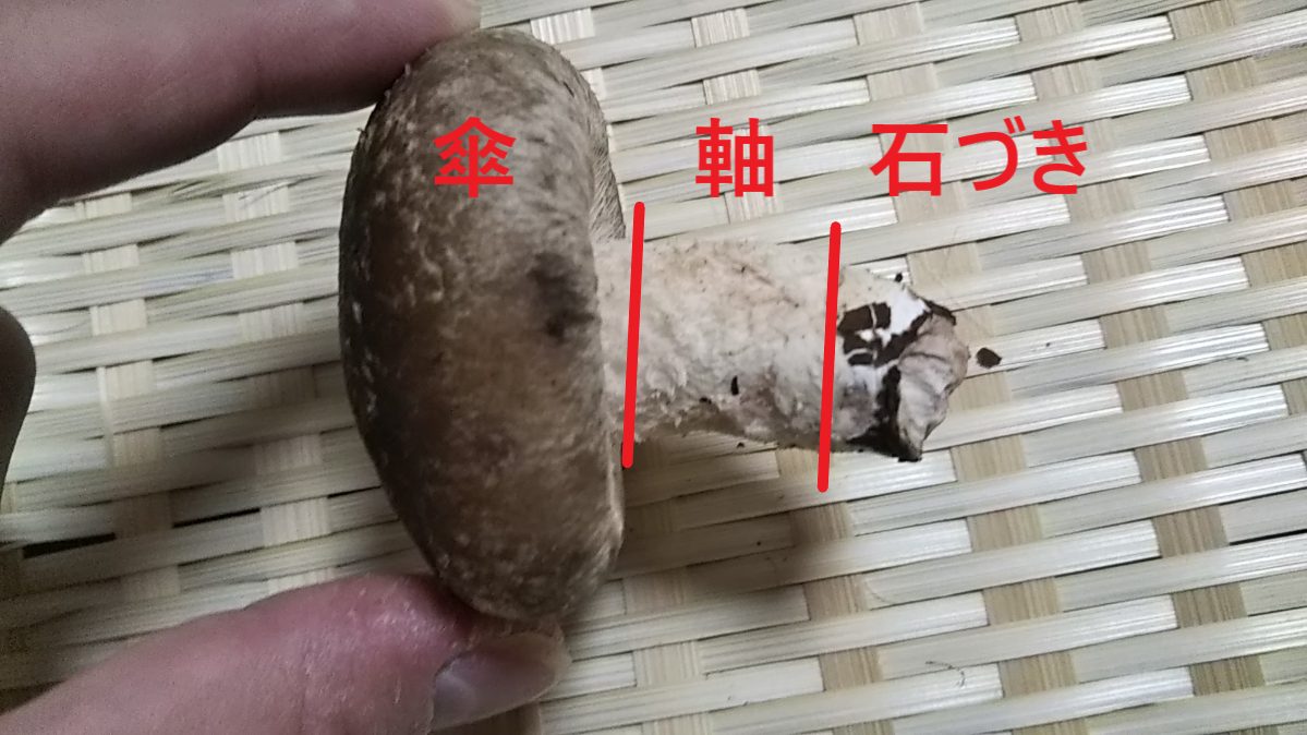 まいたけ」の石づき、どこで切るが正解？「ひょっとして捨ててたかも？」元スーパーの店員が解説 ぱるとよ- エキスパート - Yahoo!ニュース