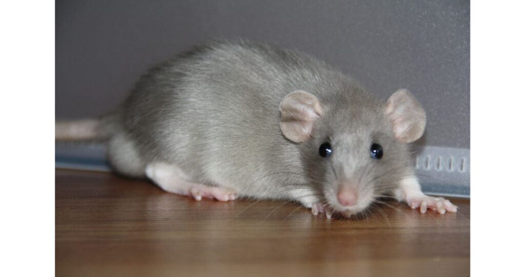 唐辛子ネズミTikTok