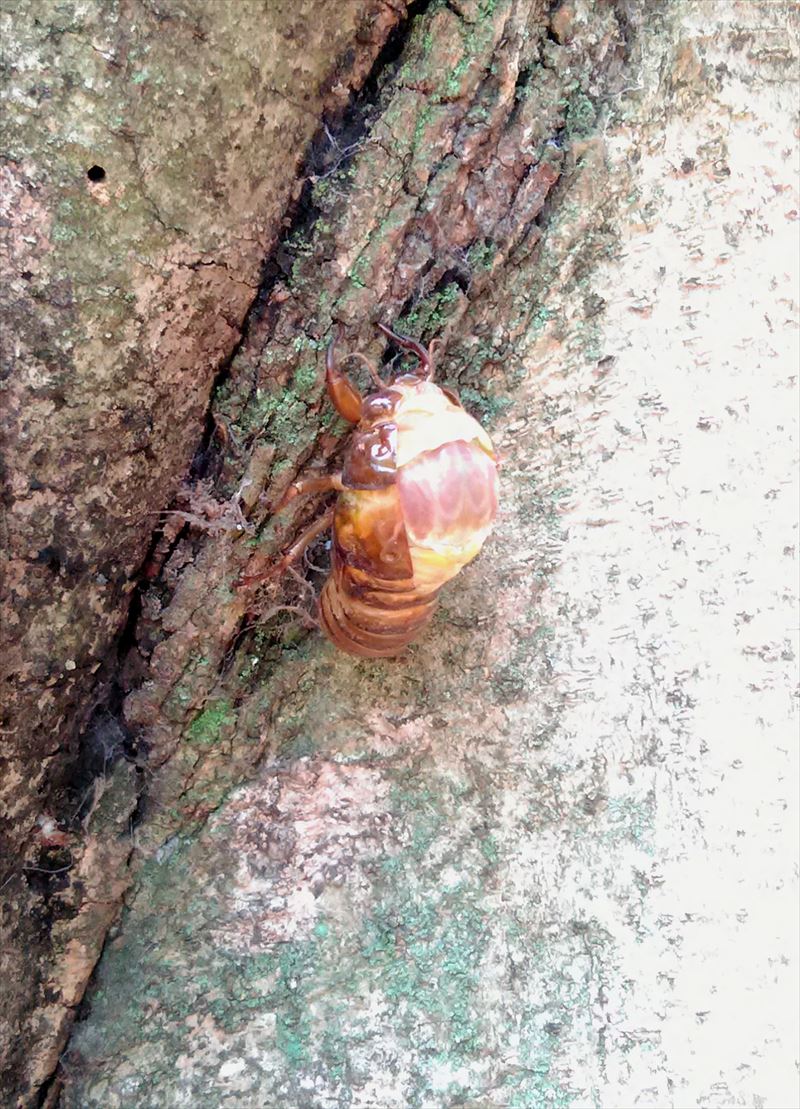 セミの羽化観察記録