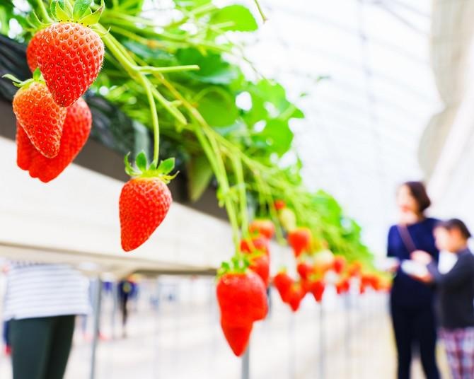 一番甘いいちごを探そう！ 「川戸ファーム」のいちご狩り！Totsuka_Zine