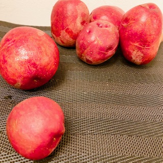 好旬ファームでは赤いじゃがいも『レッドムーン』も栽培しています