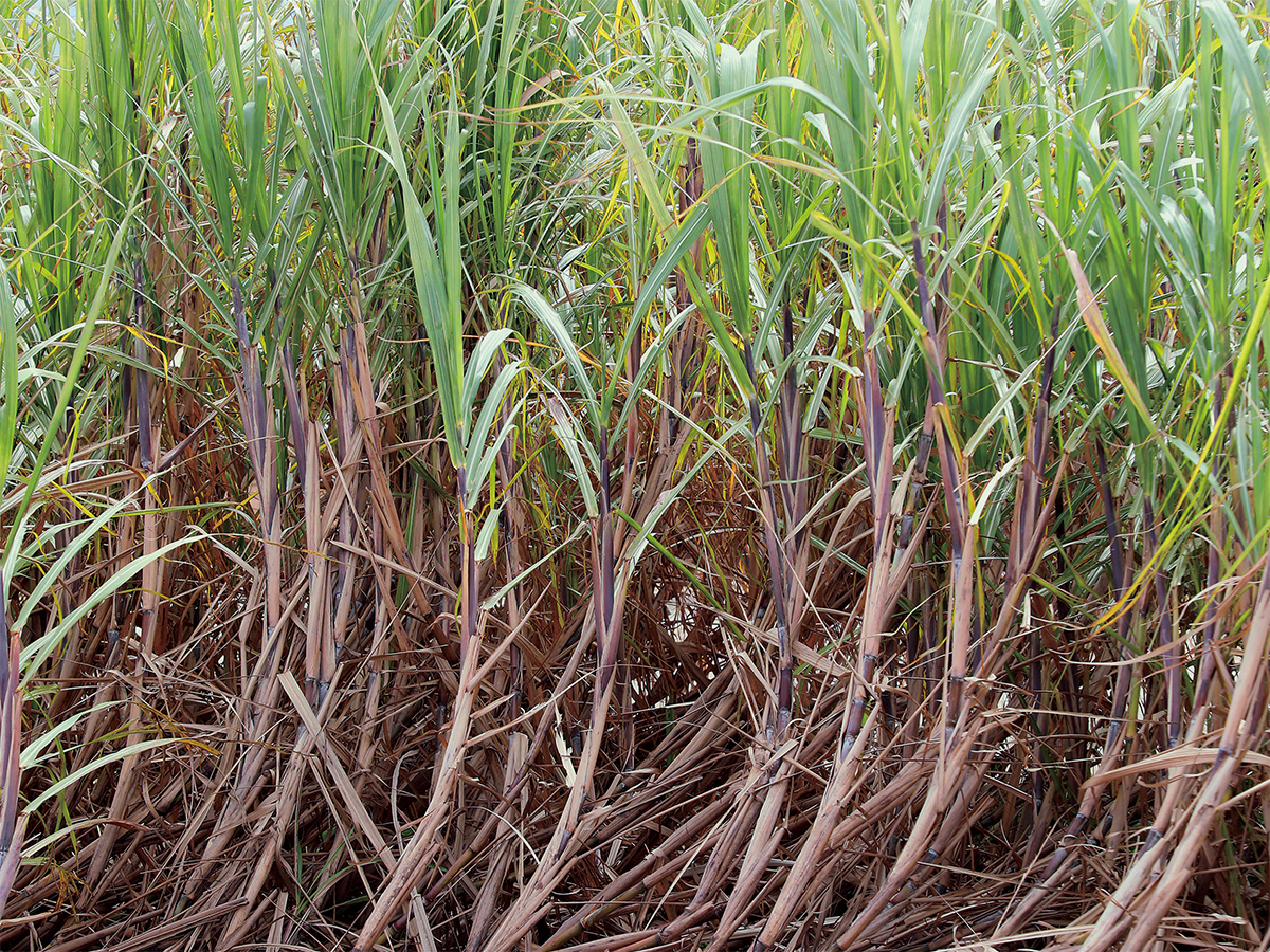 次代を担う 意気！域！農業人 はるんちゅ 南大東村・幸地聡さんＪＡおきなわ