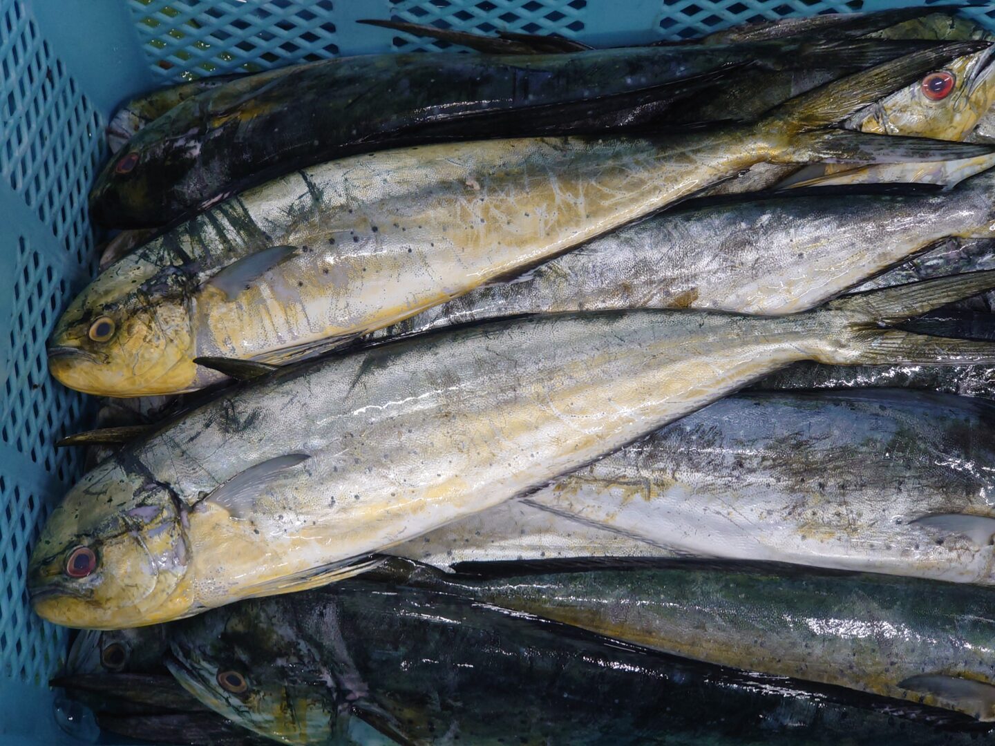 シイラのムニエルのレシピ・料理・作り方骨取り魚・骨なし魚のオカフーズ – okafoods-onlineshop