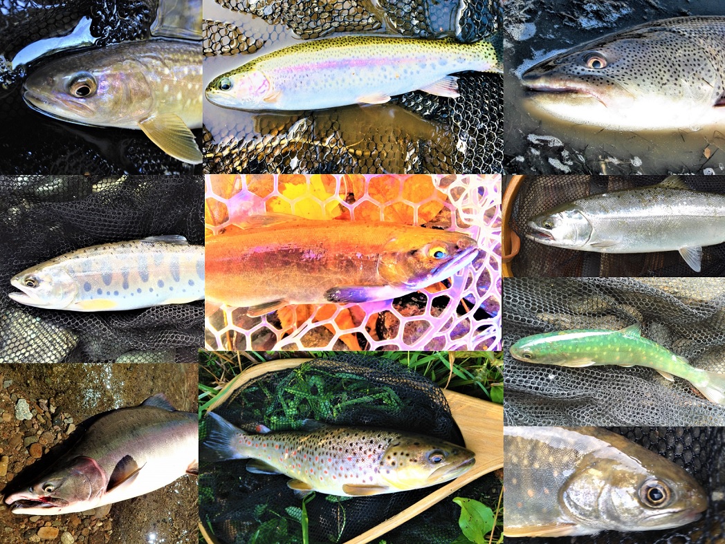 マグロと並び、日本人の好きな魚といえば ？一般財団法人 日本educe食育総合研究所