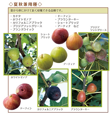 いちじく 無花果 の挿し木、失敗のポイントと水挿しの発根、植え替えの時期と方法についてBalcofarm ベランダガーデニングのブログ