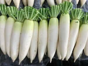 ダイコン家庭菜園JA晴れの国岡山