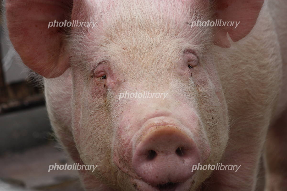 可愛いブタの顔イラスト