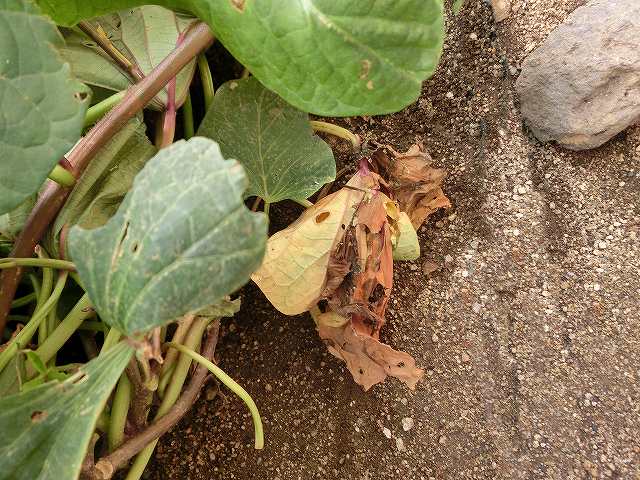 サツマイモのツルを「来年用の苗」に保存する方法と6回目の挑戦レポートカジトラ