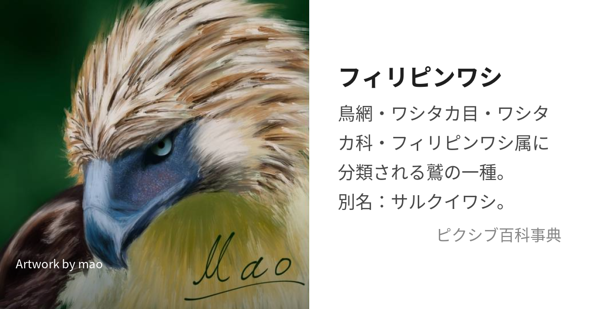オウギワシHarpia harpyja- Picture Bird