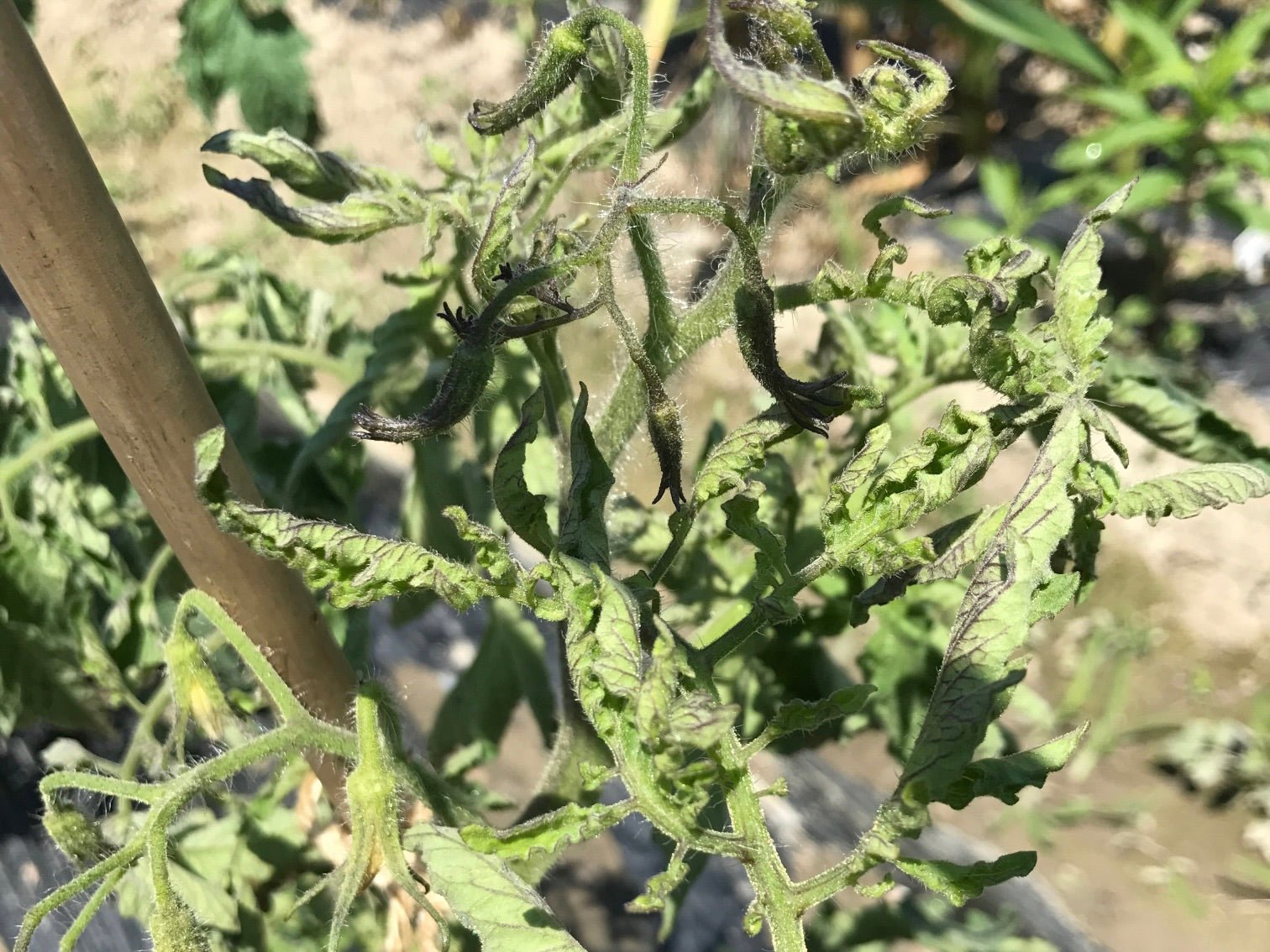 画像付き トマトの葉が白い斑点や色抜け・黄色くなった時の原因と対処方法 ハダニ編