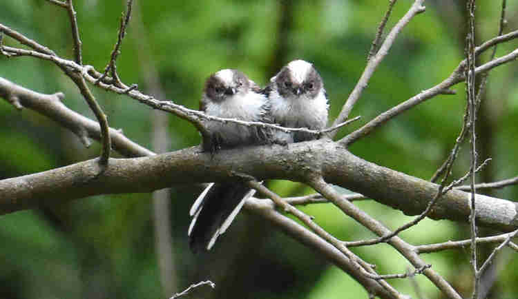 エナガ団子The fool on the web