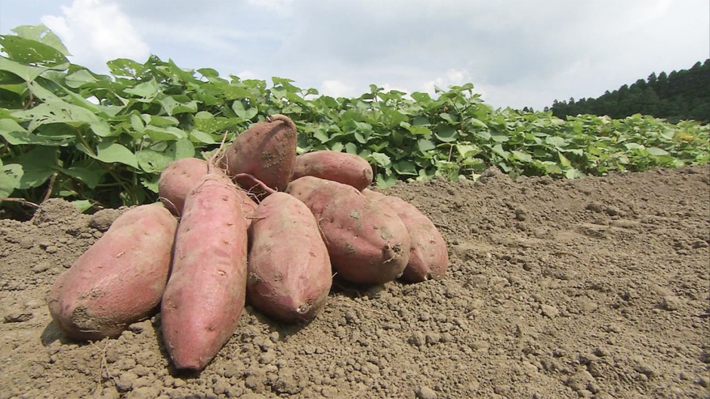 スーパーで購入したサツマイモを自宅で追熟して甘くする方法干し芋ファン