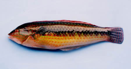 投げ釣りのアイドル＆そっくりさん マコガレイ・イシガレイ、アイナメ・クジメ、キュウセン・ホンベラうっかり間違いやすい魚たち 釣魚豆知識WEBマガジン HEAT