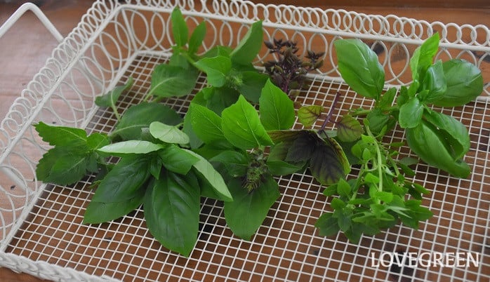 バジルの育て方 初心者向けの栽培方法と主な品種は？植物とあなたをつなぐPlantia