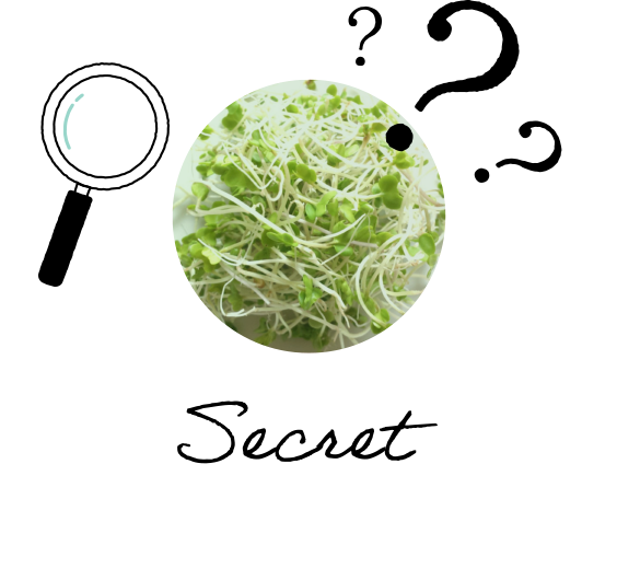 レンズ豆のビーンスプラウトとモッツァレッラチーズのサラダ