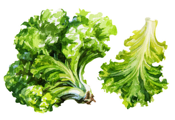 水彩のキャベツ：イラスト無料