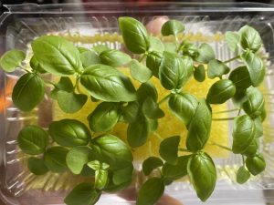 ホーリーバジル切り戻し作業と収穫の仕方