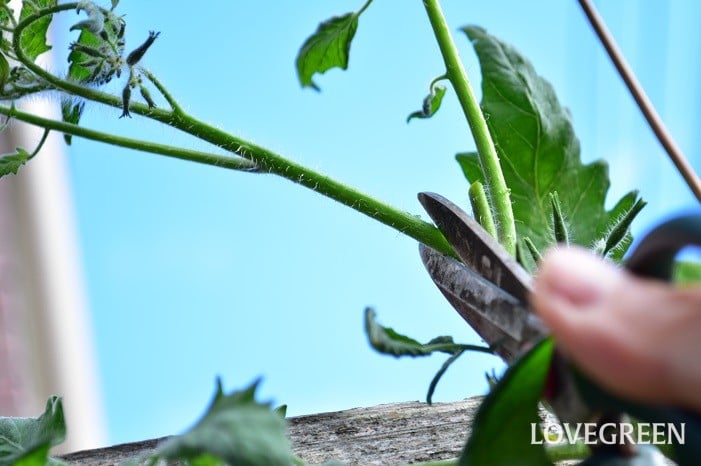ミニトマトの栽培方法part2 摘芯のやり方と挿し木の方法・収穫庭と子どもと俺の嫁。と犬