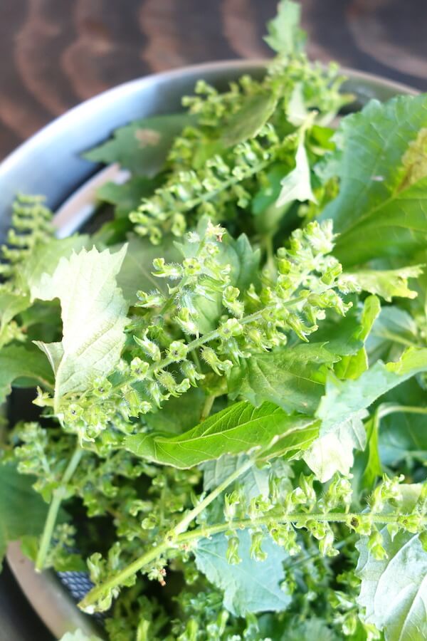 しそは「葉」だけなんてもったいない！秋にできる「実」も活用しよう