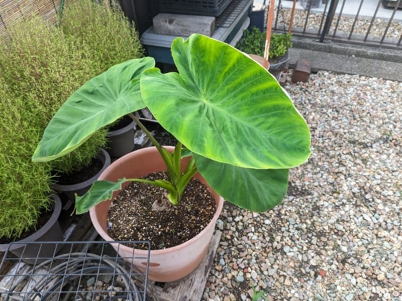 月刊 現代農業2020年7月号 偶然から生まれた水田栽培、大成功