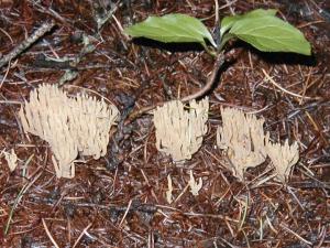 世界でよく食べられているきのこの種類12ELLE gourmetエル・グルメ