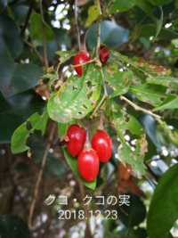 南天 ナンテン とは？縁起物として愛される赤い実が魅力の常緑低木