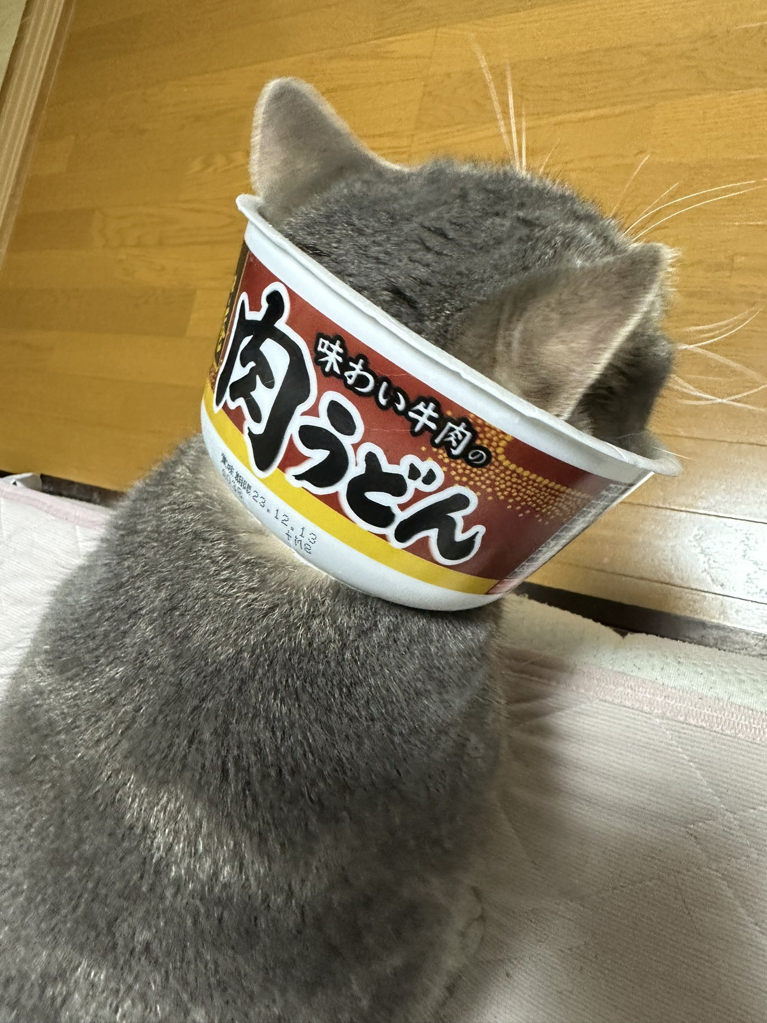 なでなでされるお顔が天使 保護具の代わりにカップ麺の空き容器をつけた猫ちゃんがとっても快適そうねとらぼ
