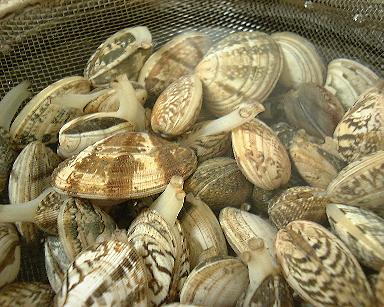 ♪冷蔵庫で一晩☆我が家のあさりの砂抜き♪