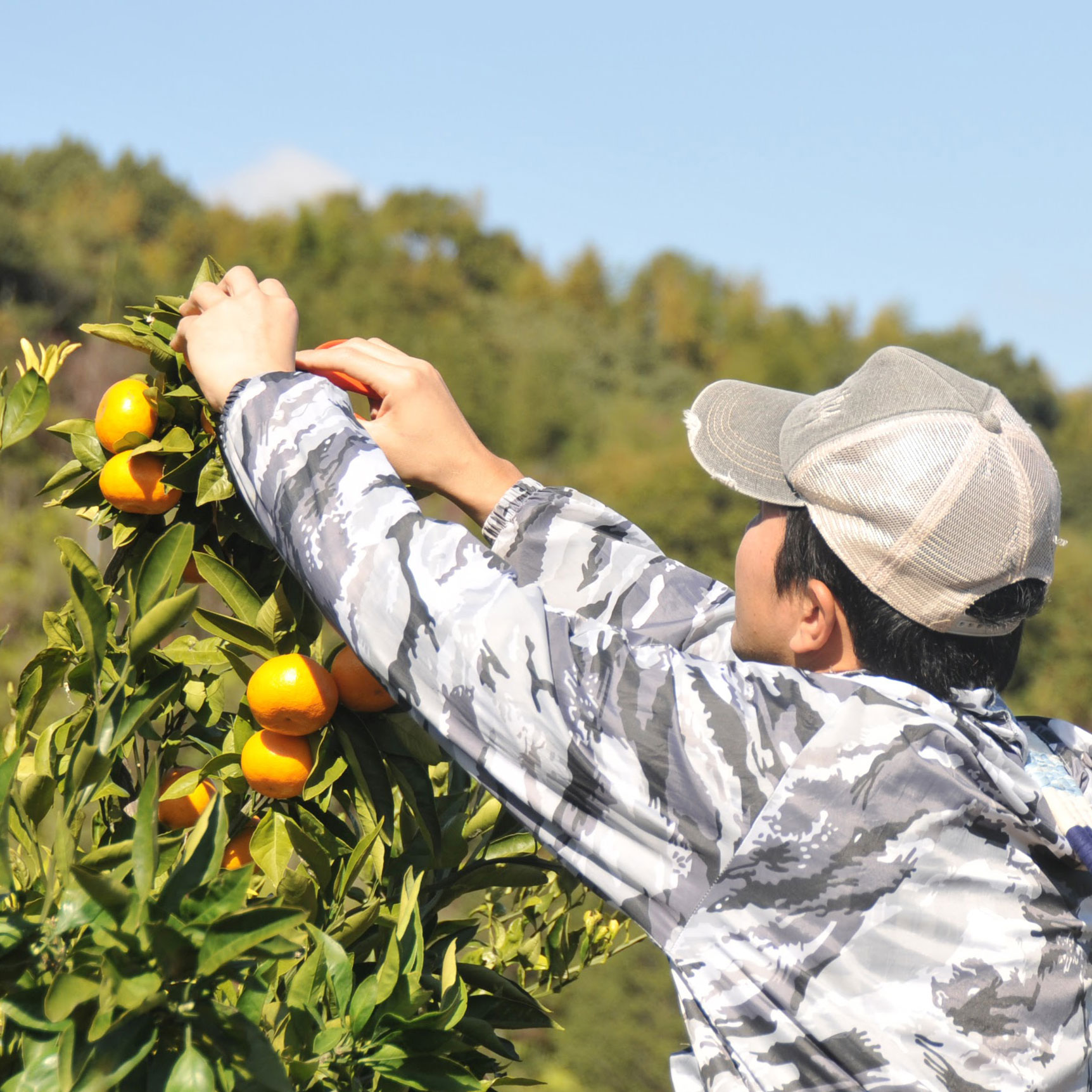 桃の保存方法について一桃一会
