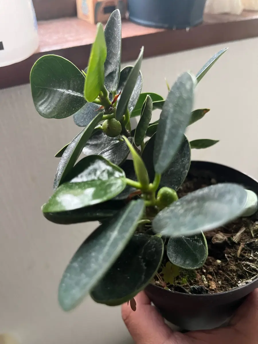 ガジュマル 榕樹- 庭木図鑑 植木ペディア