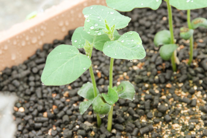 プランターでエダマメ栽培そだレポ 栽培レポート byアッツンみんなの趣味の園芸