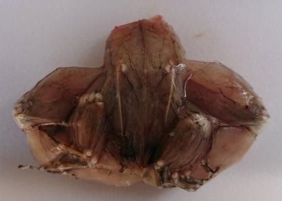 市場で新鮮なカエルの肉。の写真素材・画像素材 Image 34881973