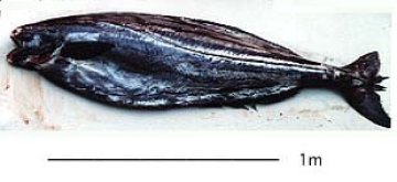 家族4人分の時短アジの塩焼きレシピ