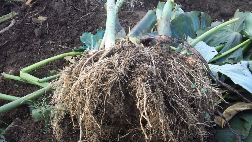 里芋の季節趣味の園芸談話室