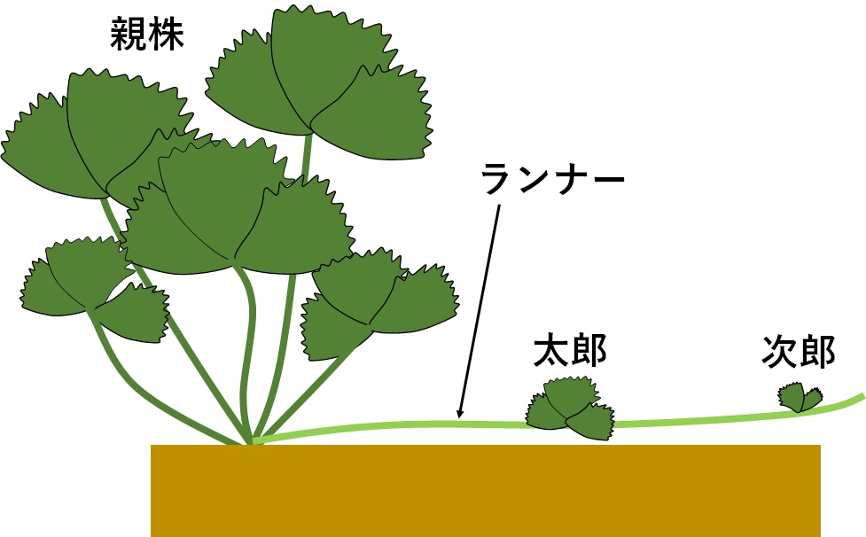 初心者でも簡単！イチゴ苗の植え方・育て方のポイント、ランナーで無限増殖！イチゴの増やし方園楽project~園芸・植物を楽しむ情報サイト～